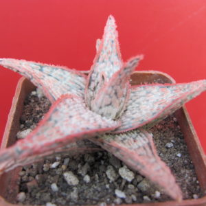 Aloe   hybr.     *White*    ( hybrid  Lipskiy )