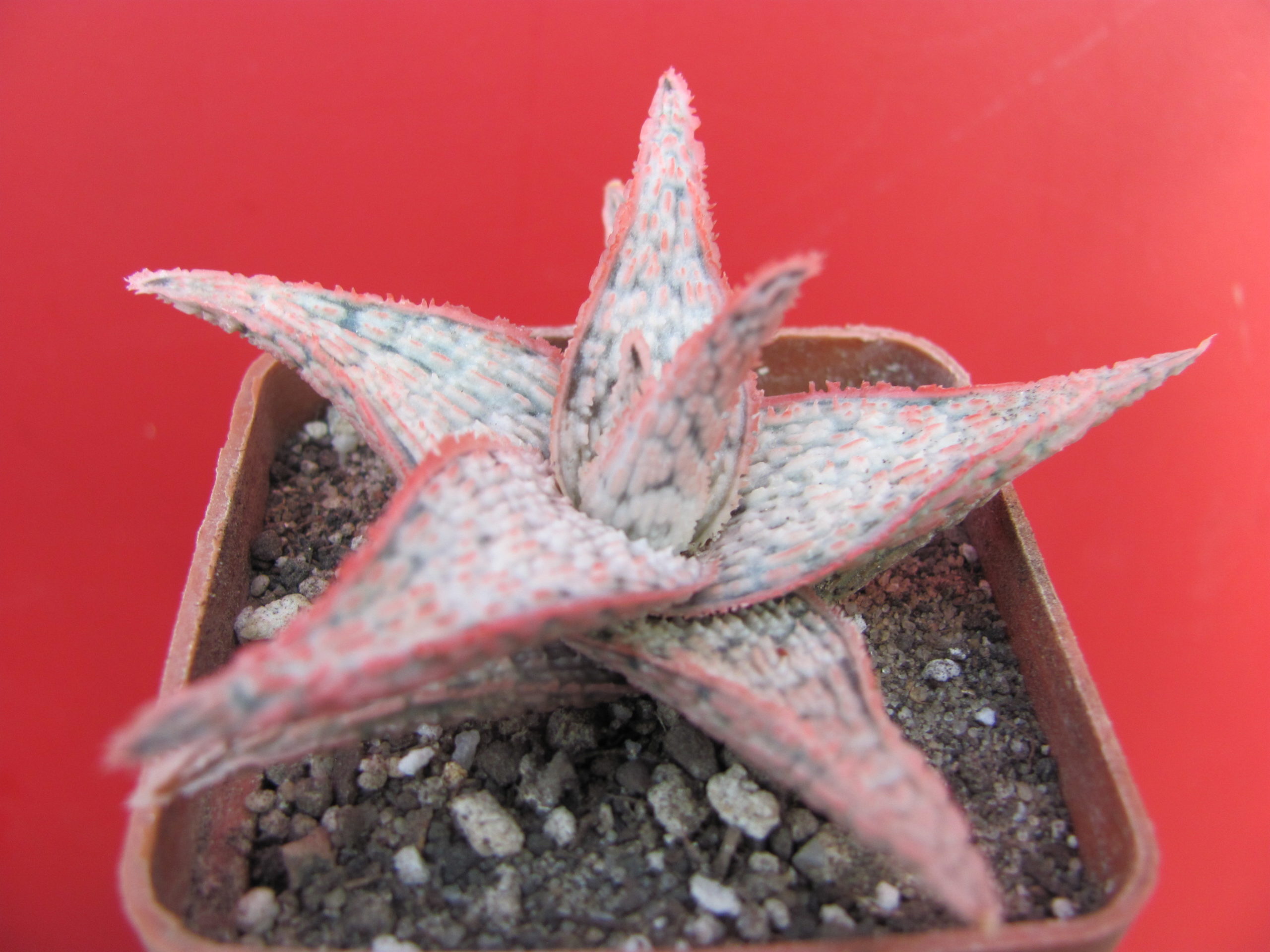 Aloe   hybr.     *White*    ( hybrid  Lipskiy )