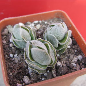 Crassula   Ivory  Pagoda     3 разом
