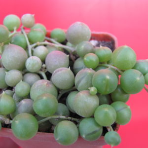 Senecio   rowleyanus