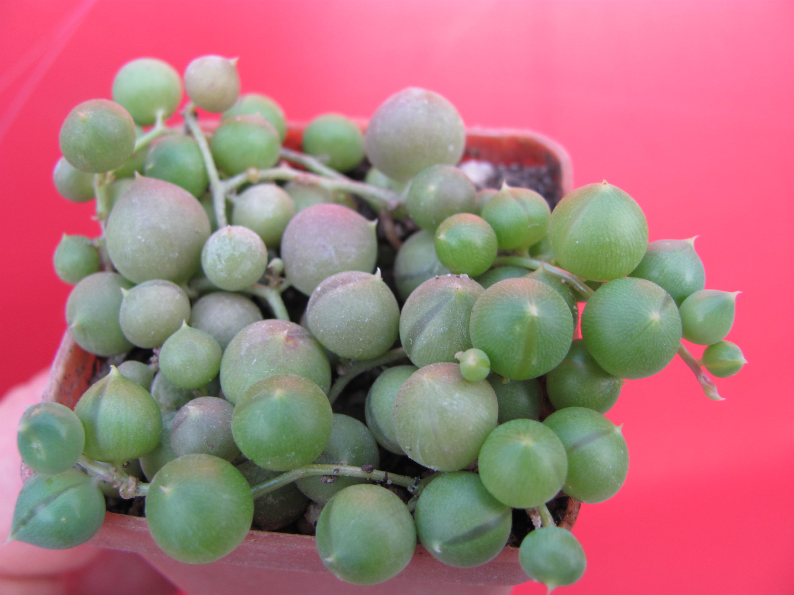 Senecio   rowleyanus