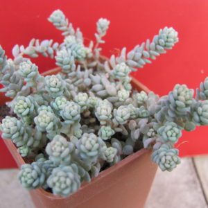 Sedum   dasyphyllum  * Major*