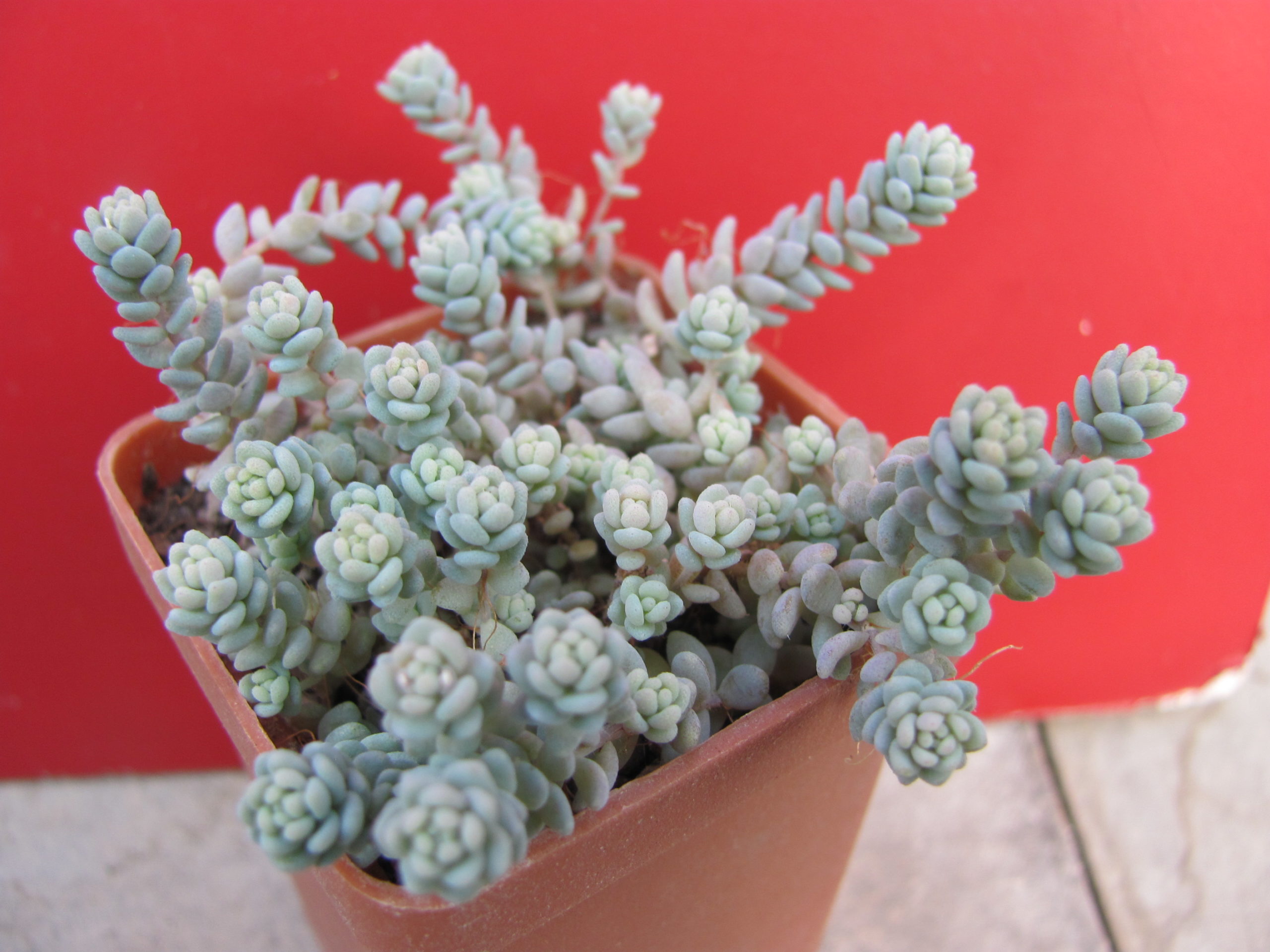 Sedum   dasyphyllum  * Major*