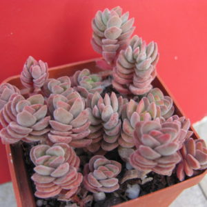 Crassula  velutina