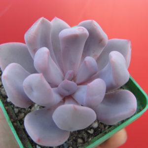 Echeveria   Cupid