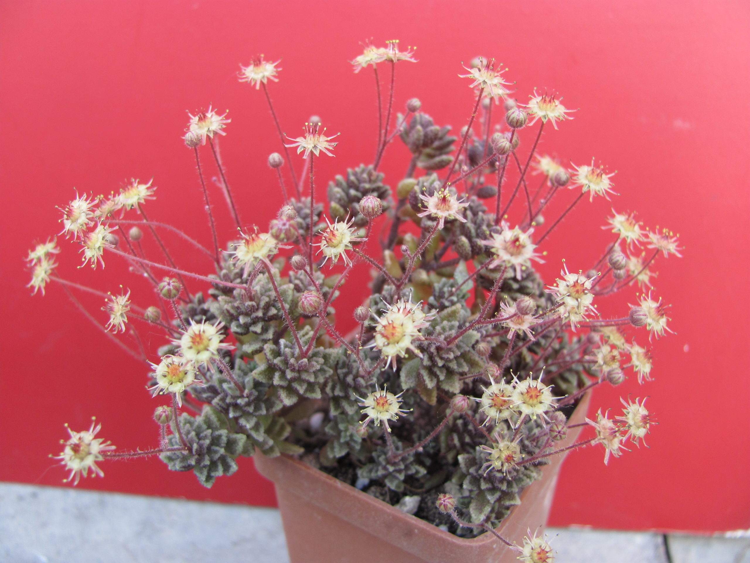 Monanthes   subcrassicaulis