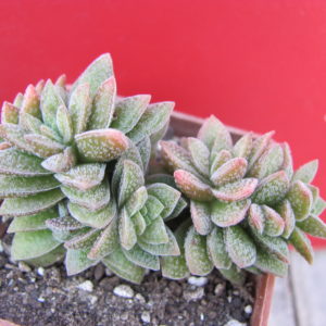 Crassula   Frosty