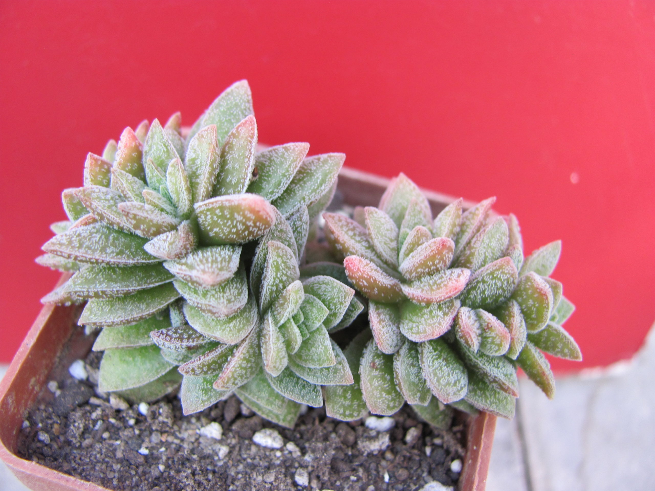 Crassula   Frosty