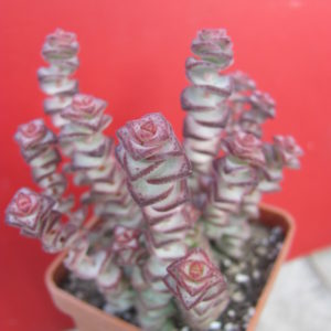 Crassula  marnieriana