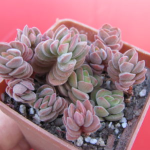 Crassula  velutina