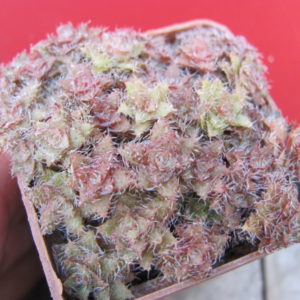 Crassula  setulosa