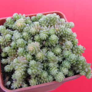 Sedum  compactum