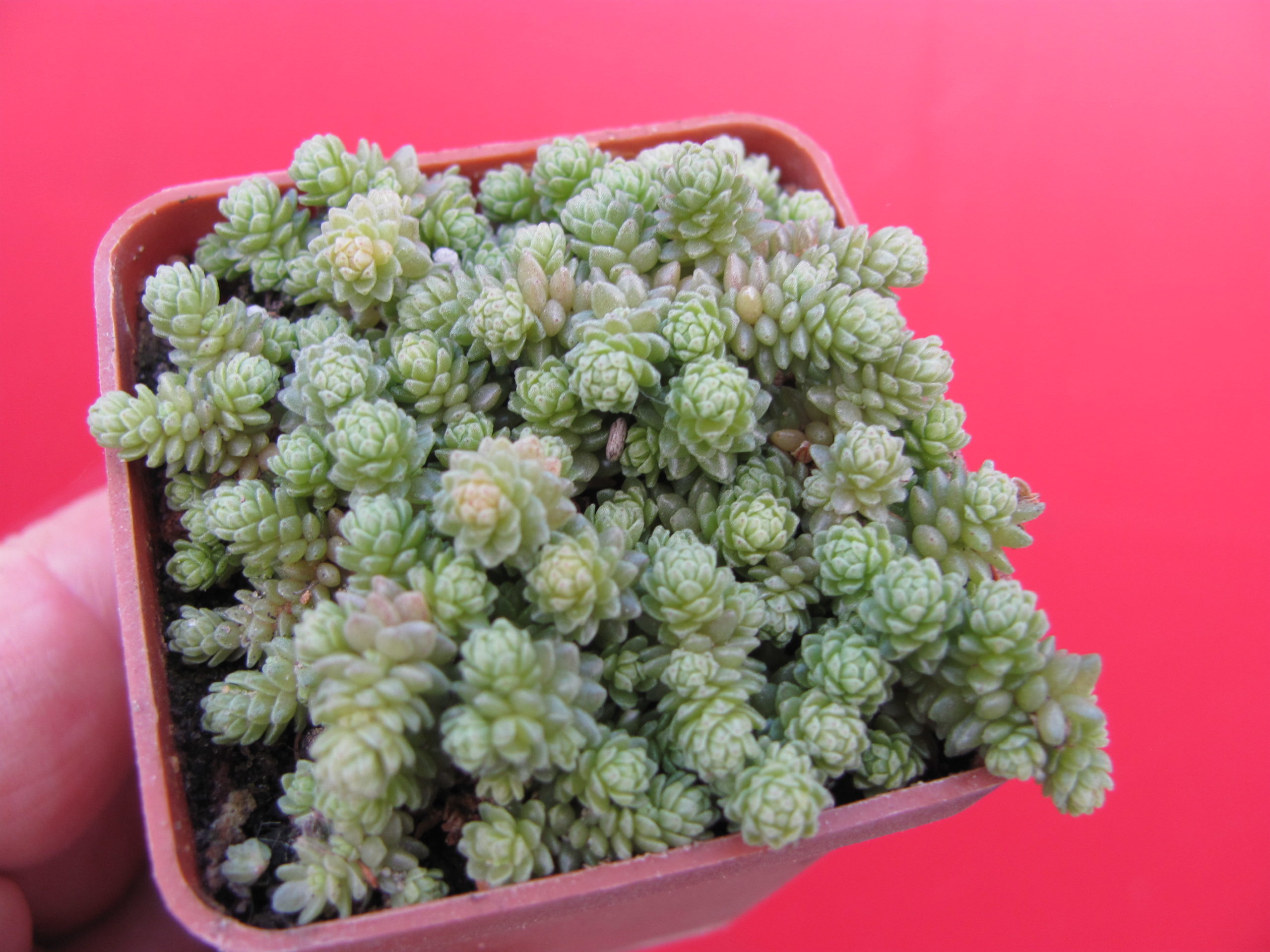 Sedum  compactum