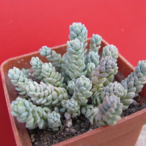 Sedum dasyphylum   *Major*