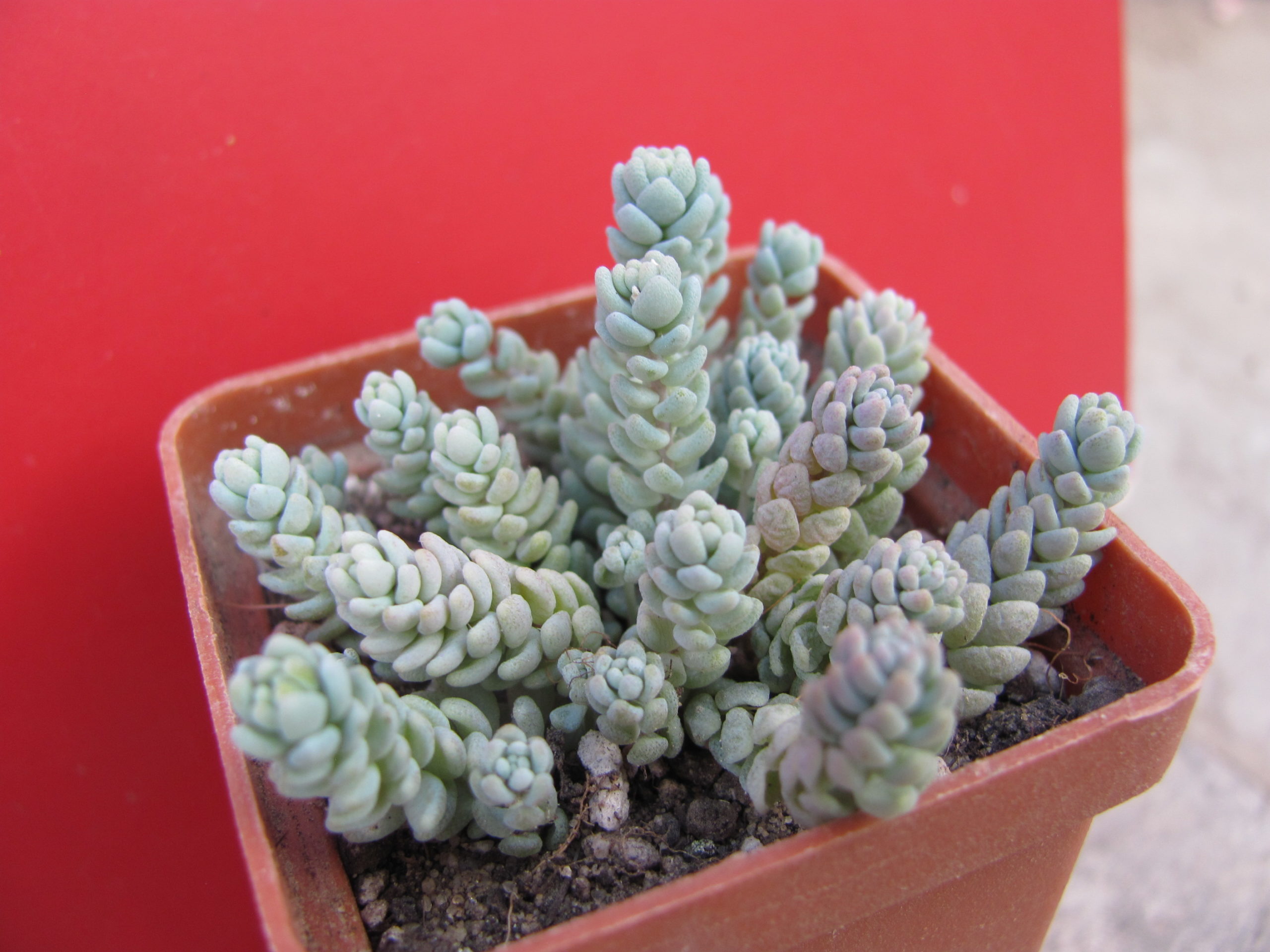 Sedum dasyphylum   *Major*