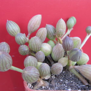 Senecio  herreianus