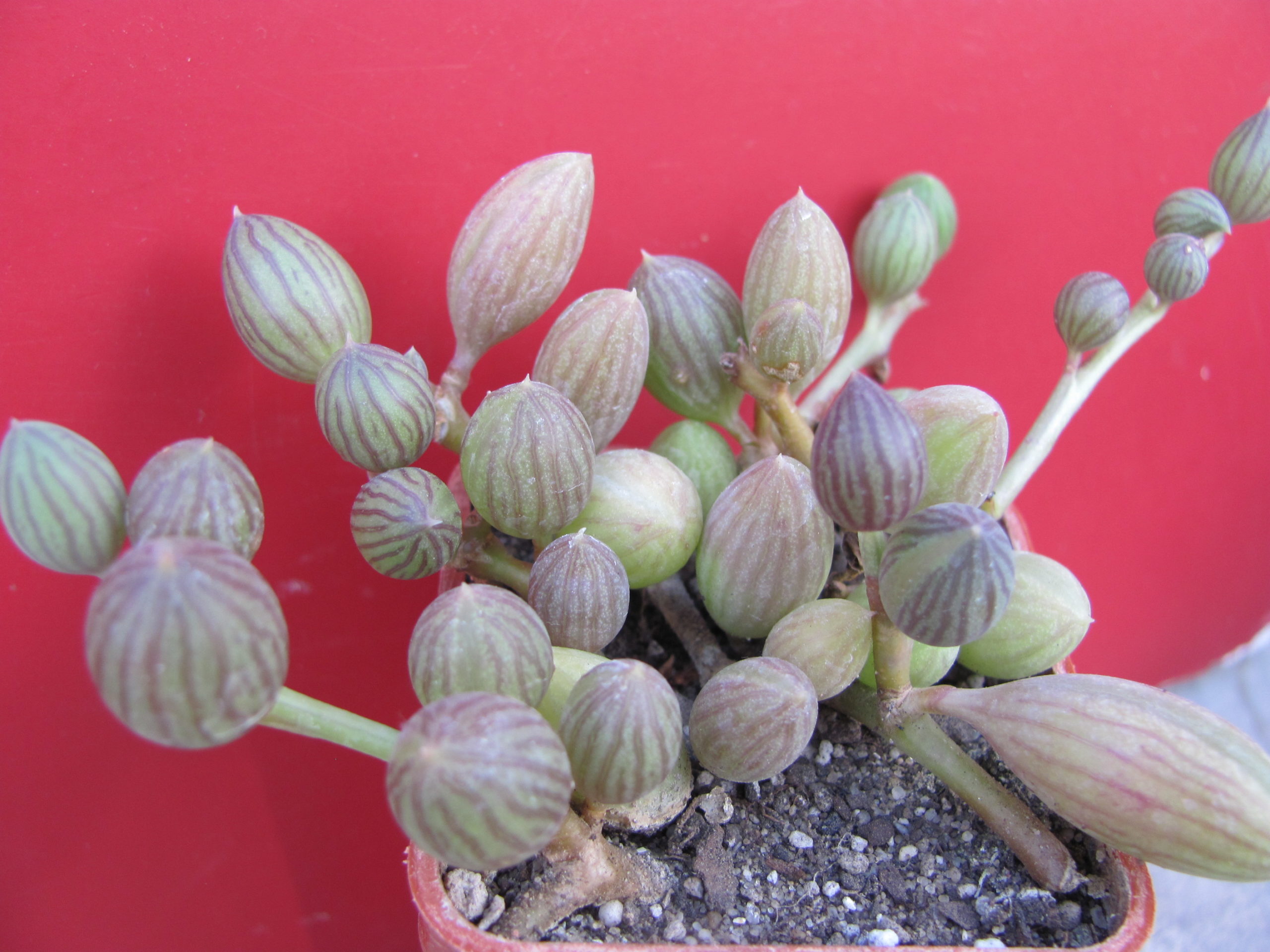 Senecio  herreianus