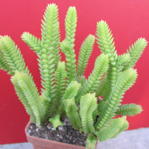 Crassula purpusii