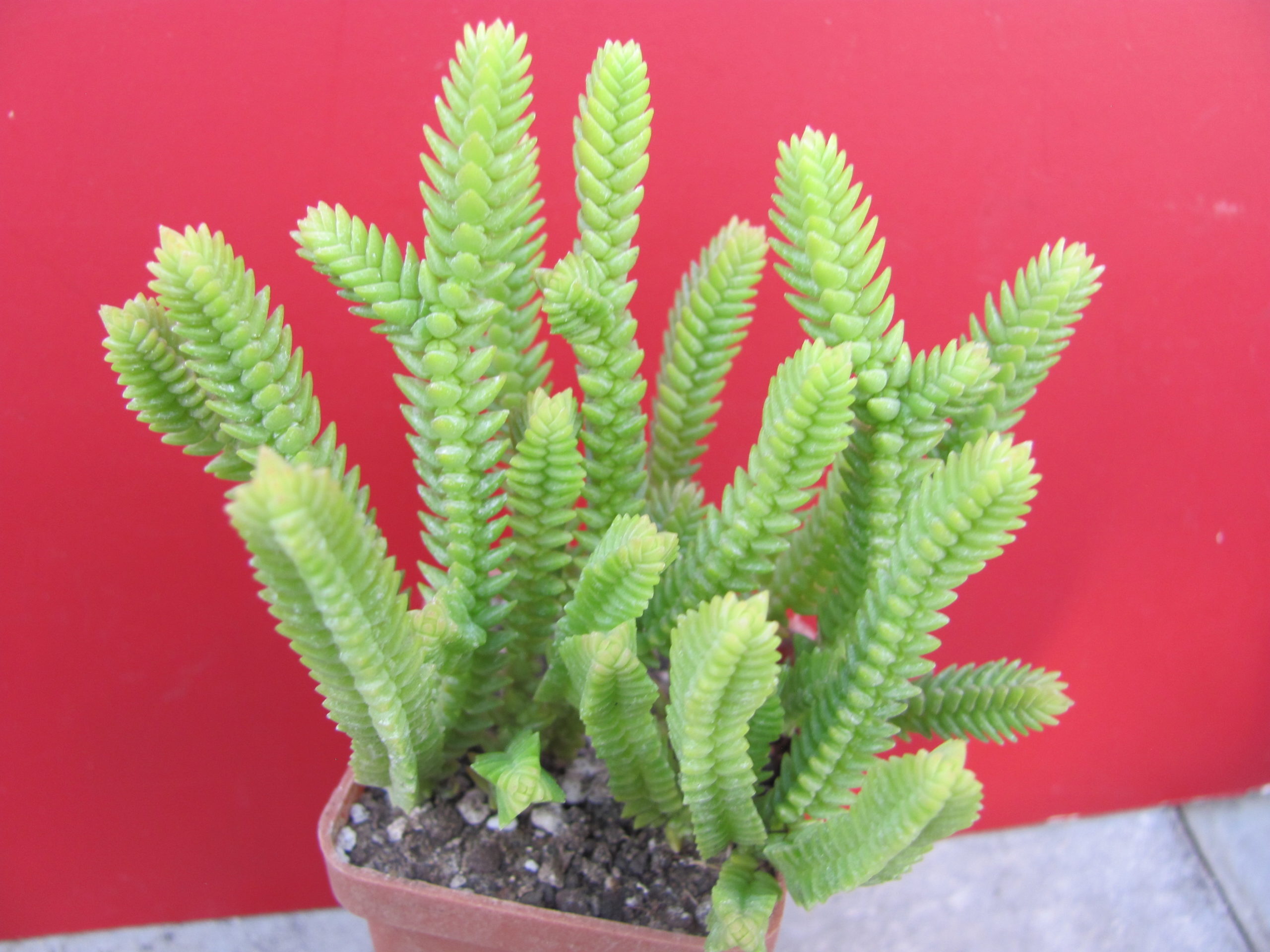 Crassula purpusii