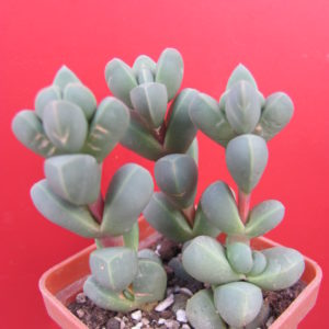 Corpuscularia   lehmannii   3 разом