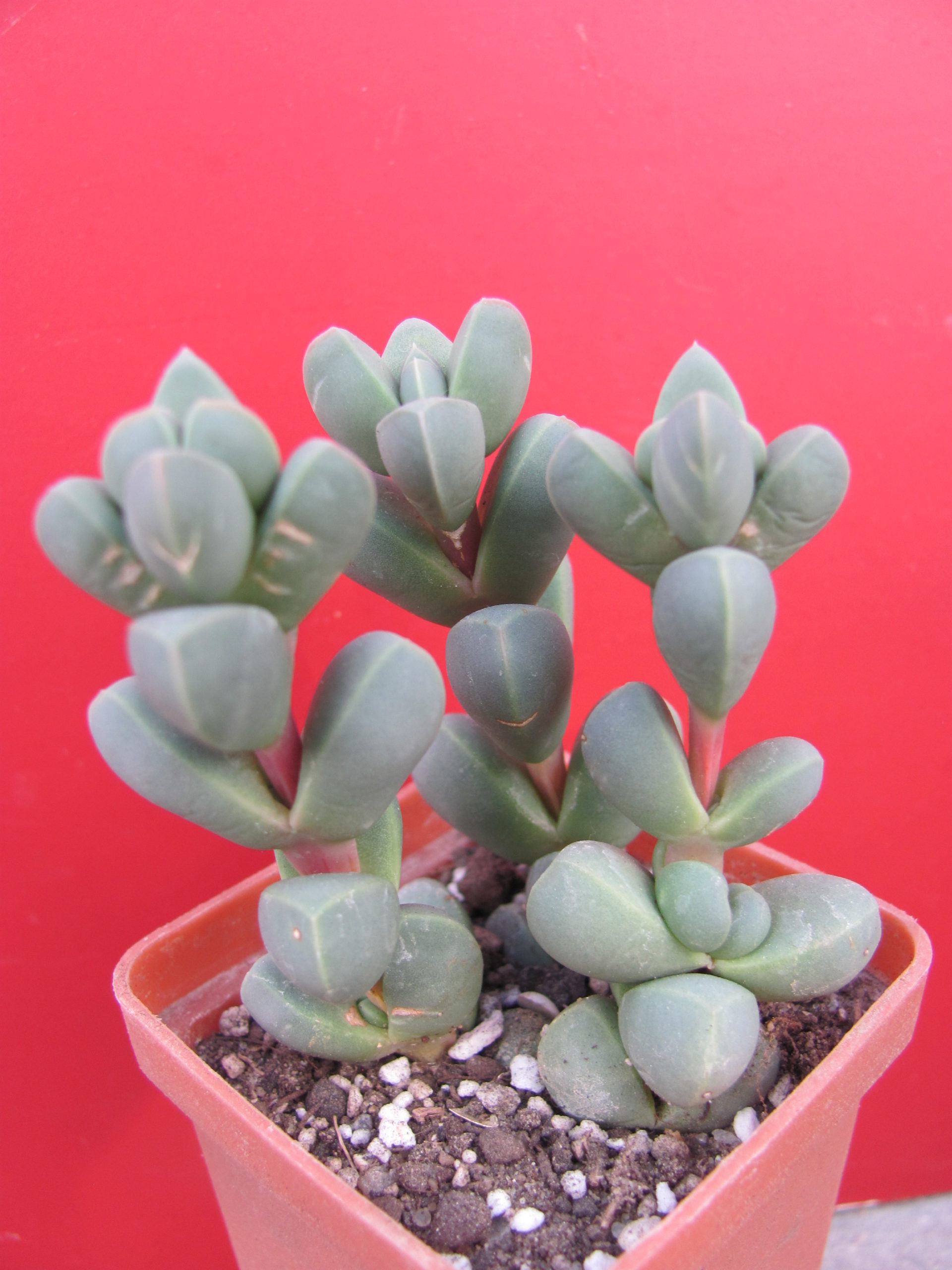Corpuscularia   lehmannii   3 разом