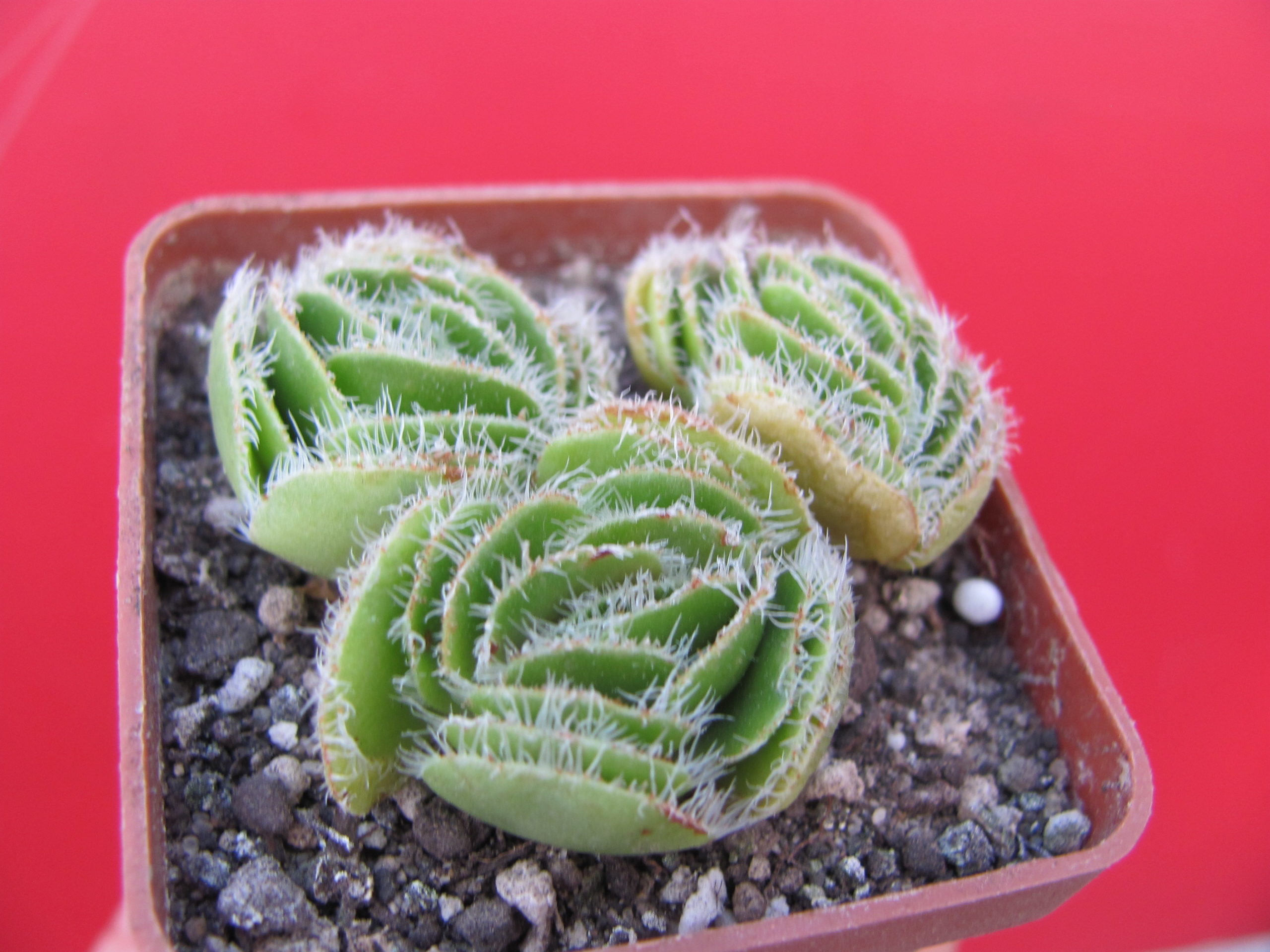 Crassula tomentosa   glabrifolia