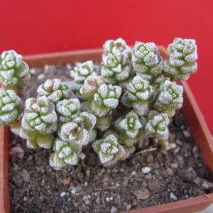 Crassula coralina