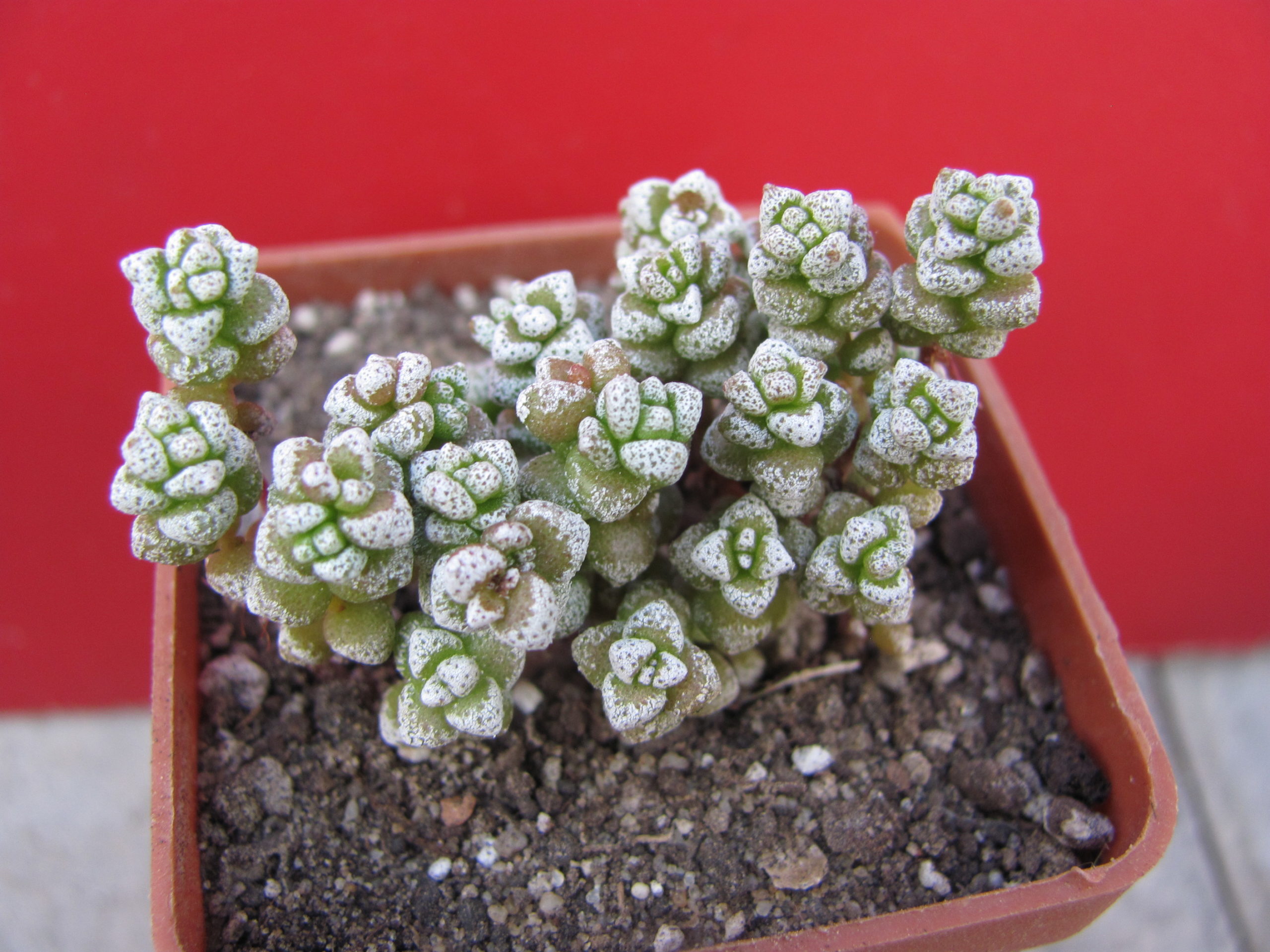 Crassula coralina