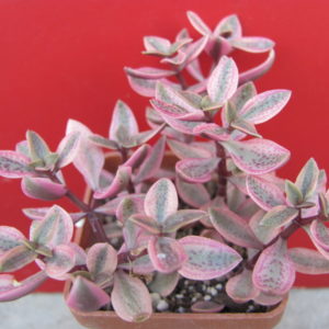 Crassula volkensii  variegata