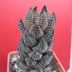 Haworthia   coarctata