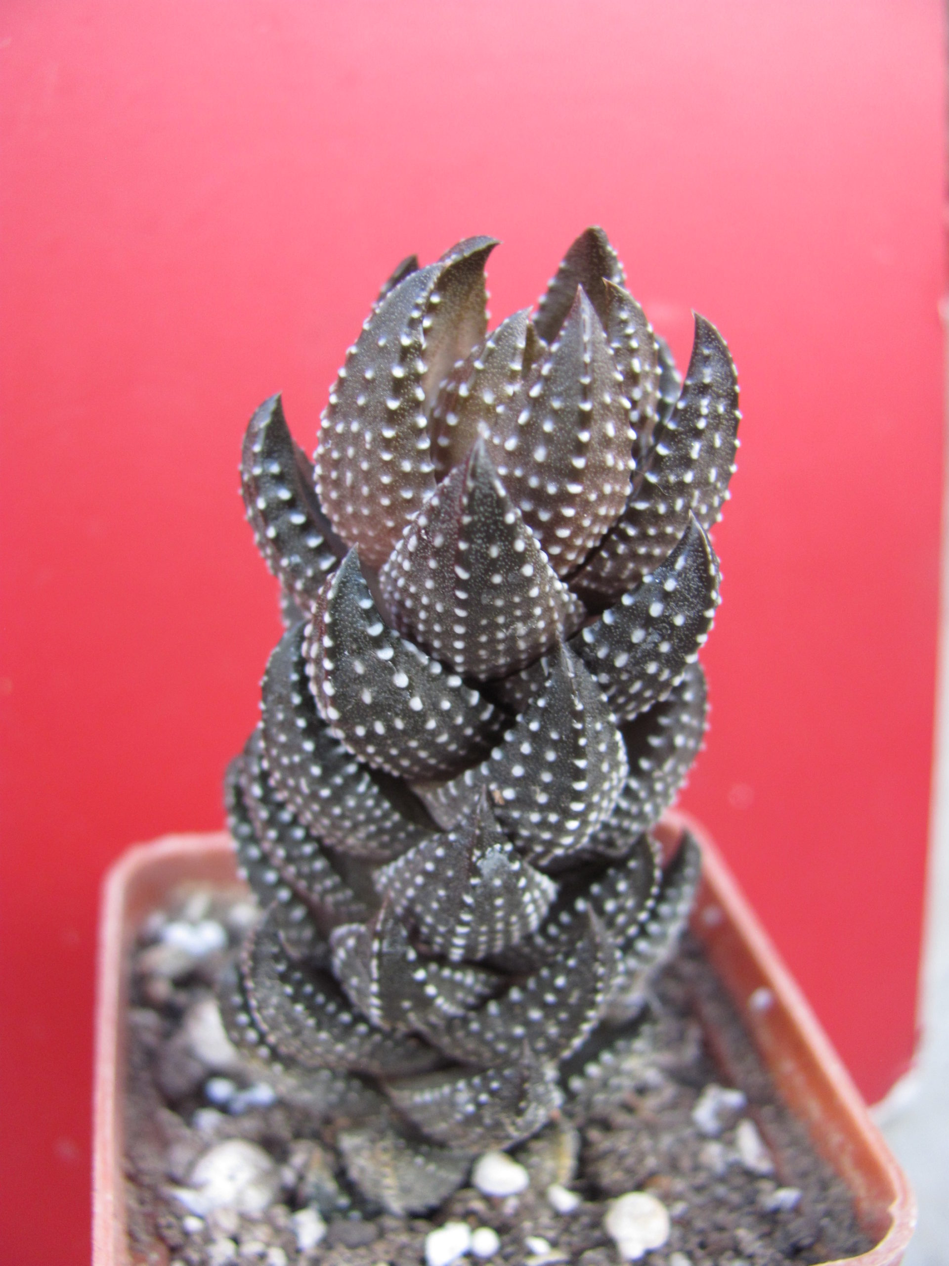Haworthia   coarctata