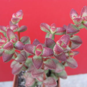 Crassula   laginosa