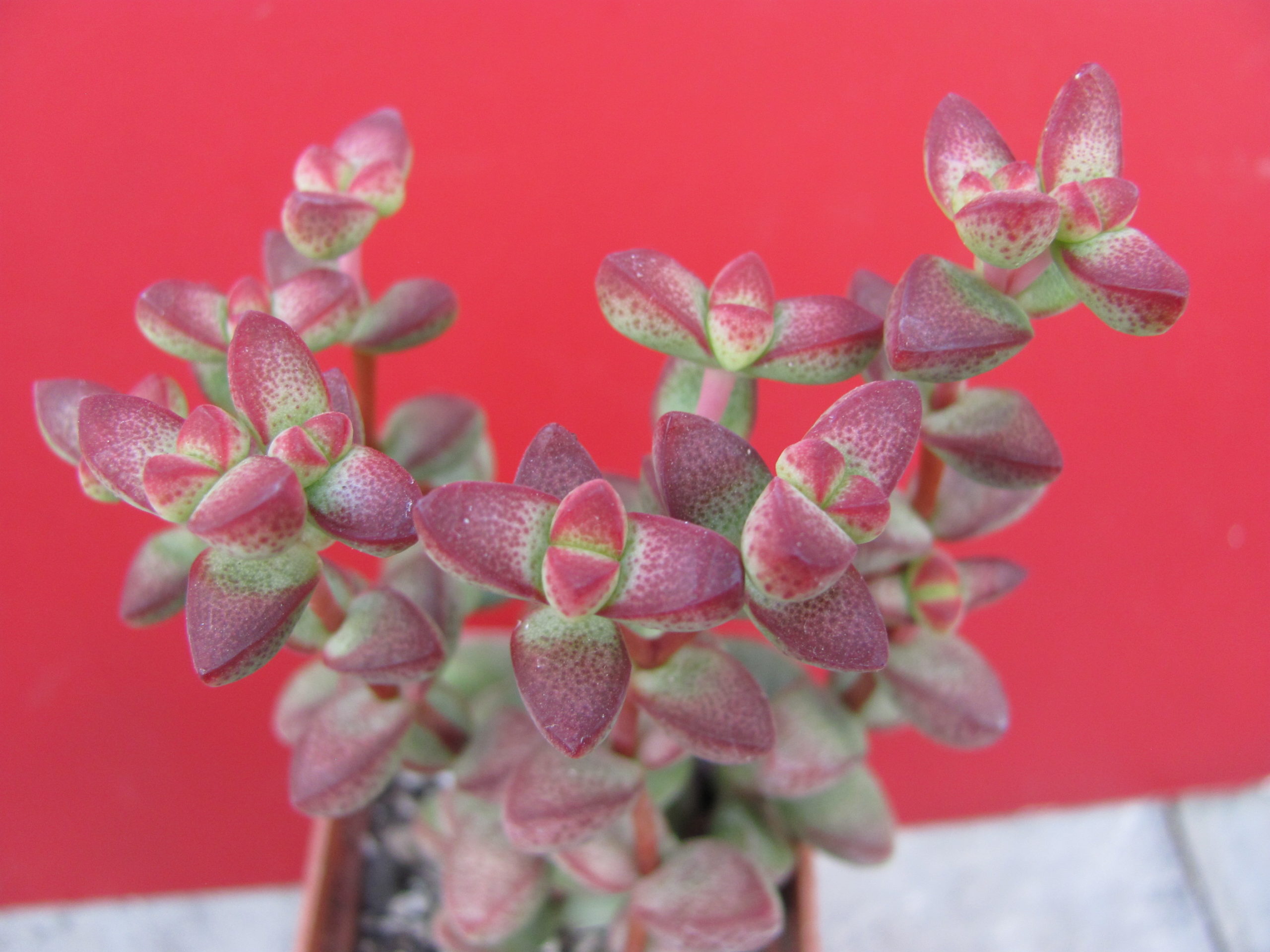 Crassula   laginosa