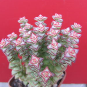 Crassula rupestris