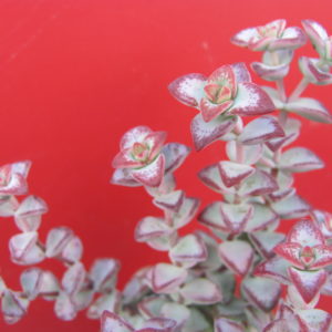Crassula perforata   *Aiboshi*