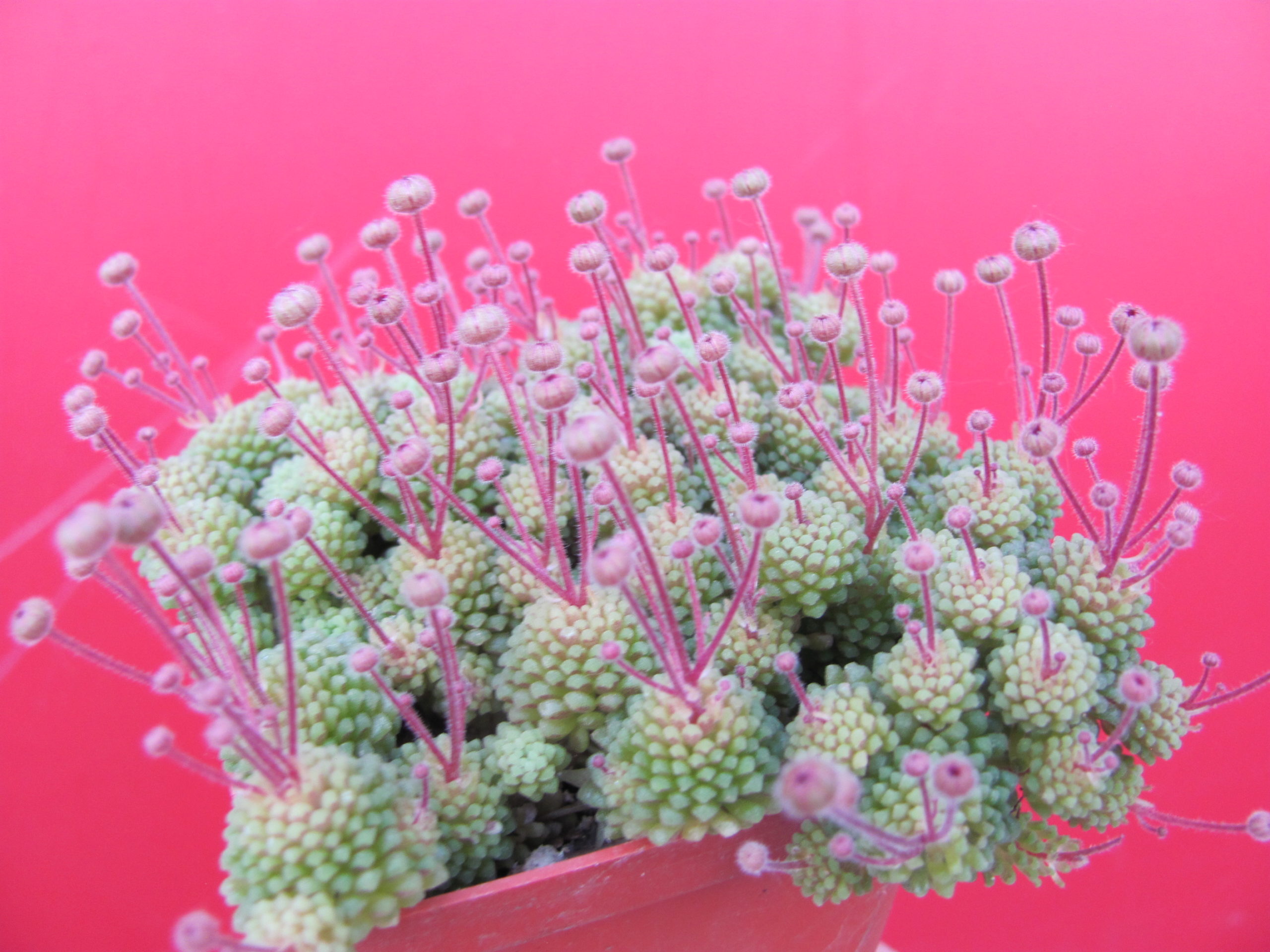 Monanthes  polyphylla
