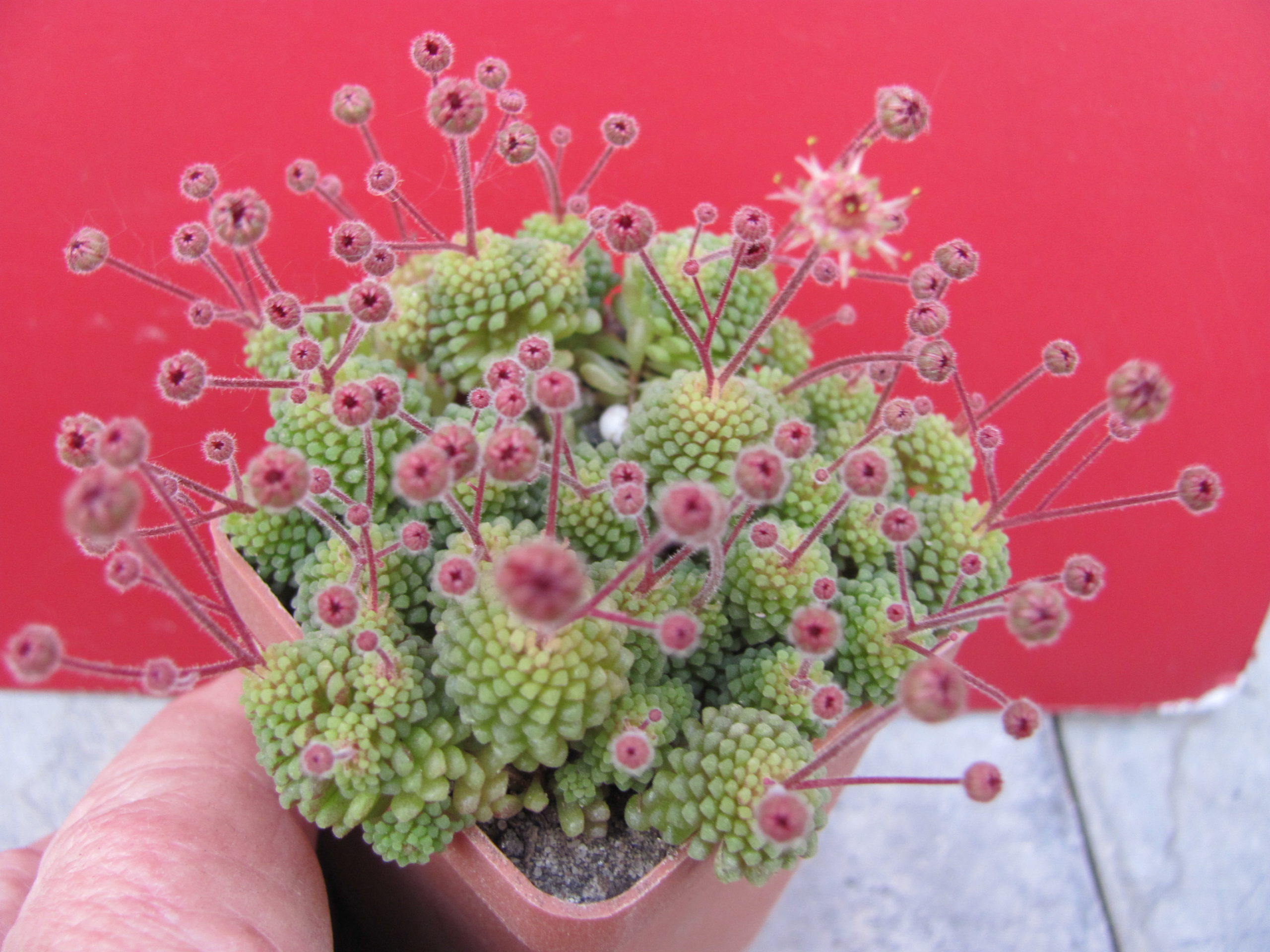 Monanthes  polyphylla