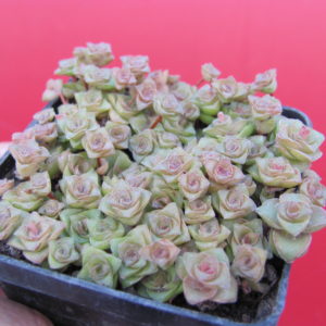 Crassula  socialis