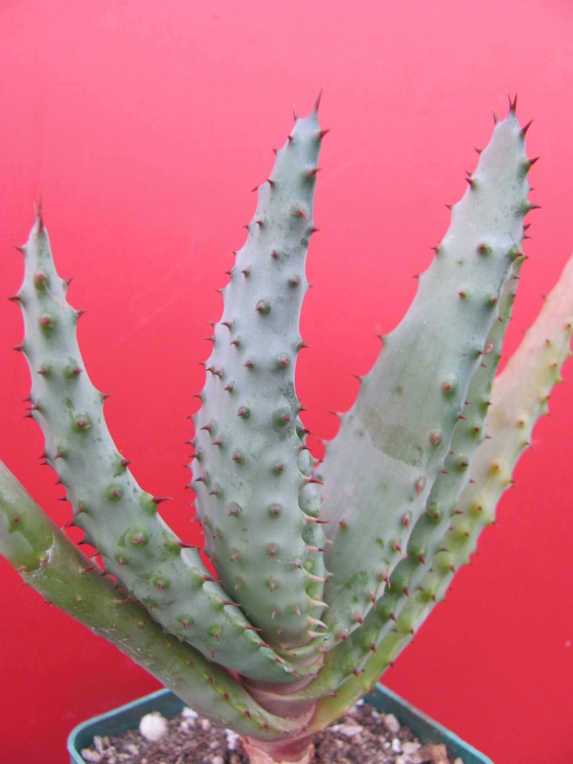 Aloe  marlothii