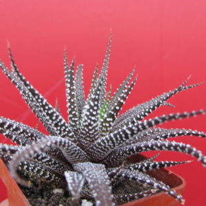 Haworthia  attenuata  *Concolor*
