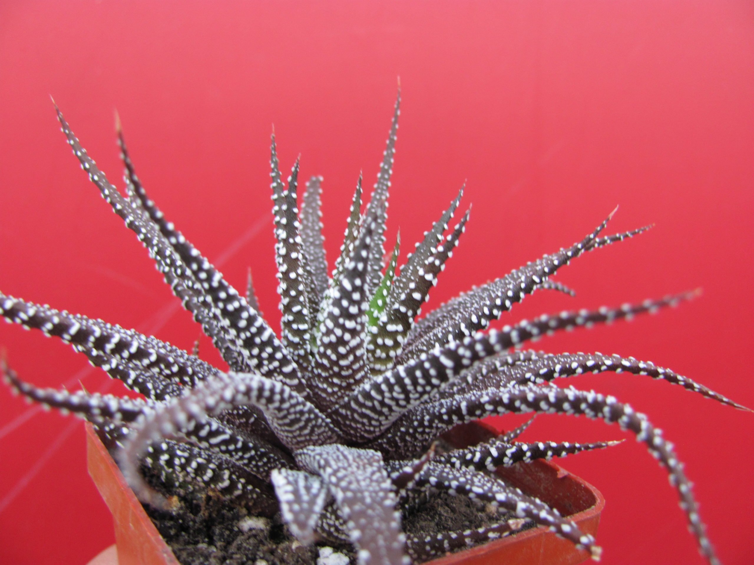 Haworthia  attenuata  *Concolor*