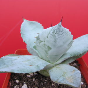 Agava  potatorum   Plapp