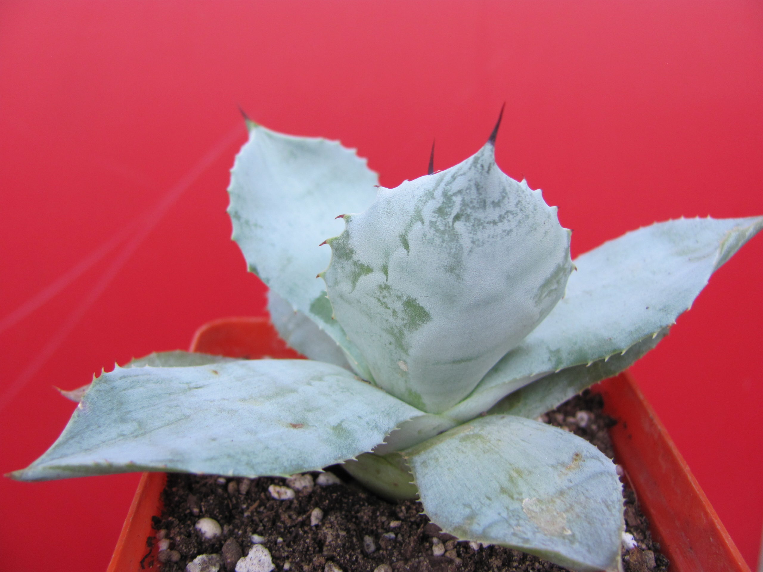 Agava potatorum Plapp