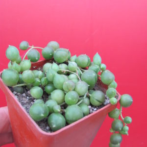 Senecio   rowleyanus