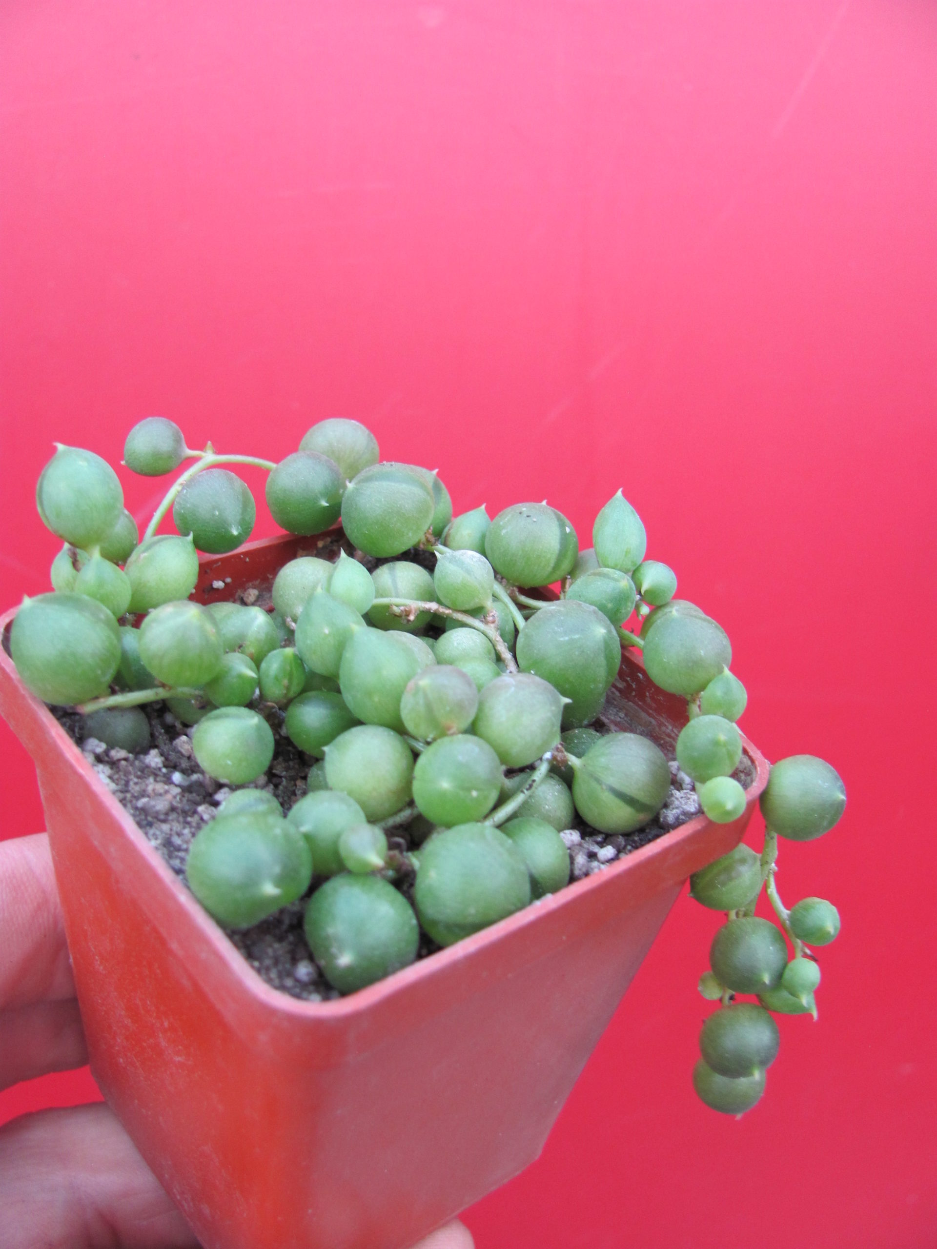 Senecio   rowleyanus