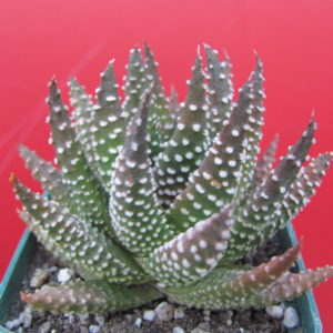 Haworthia pumila