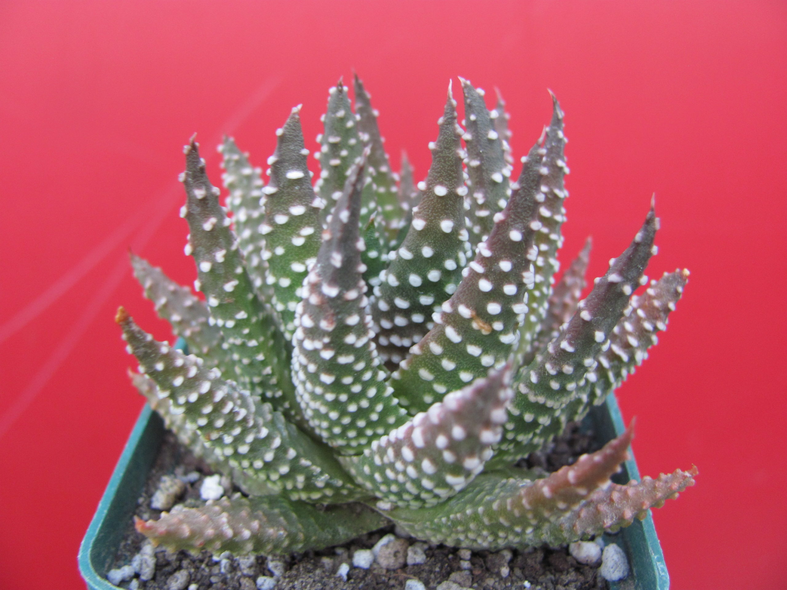 Haworthia pumila