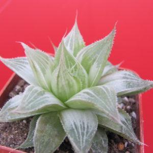 Haworthia    *Grey Ghost*
