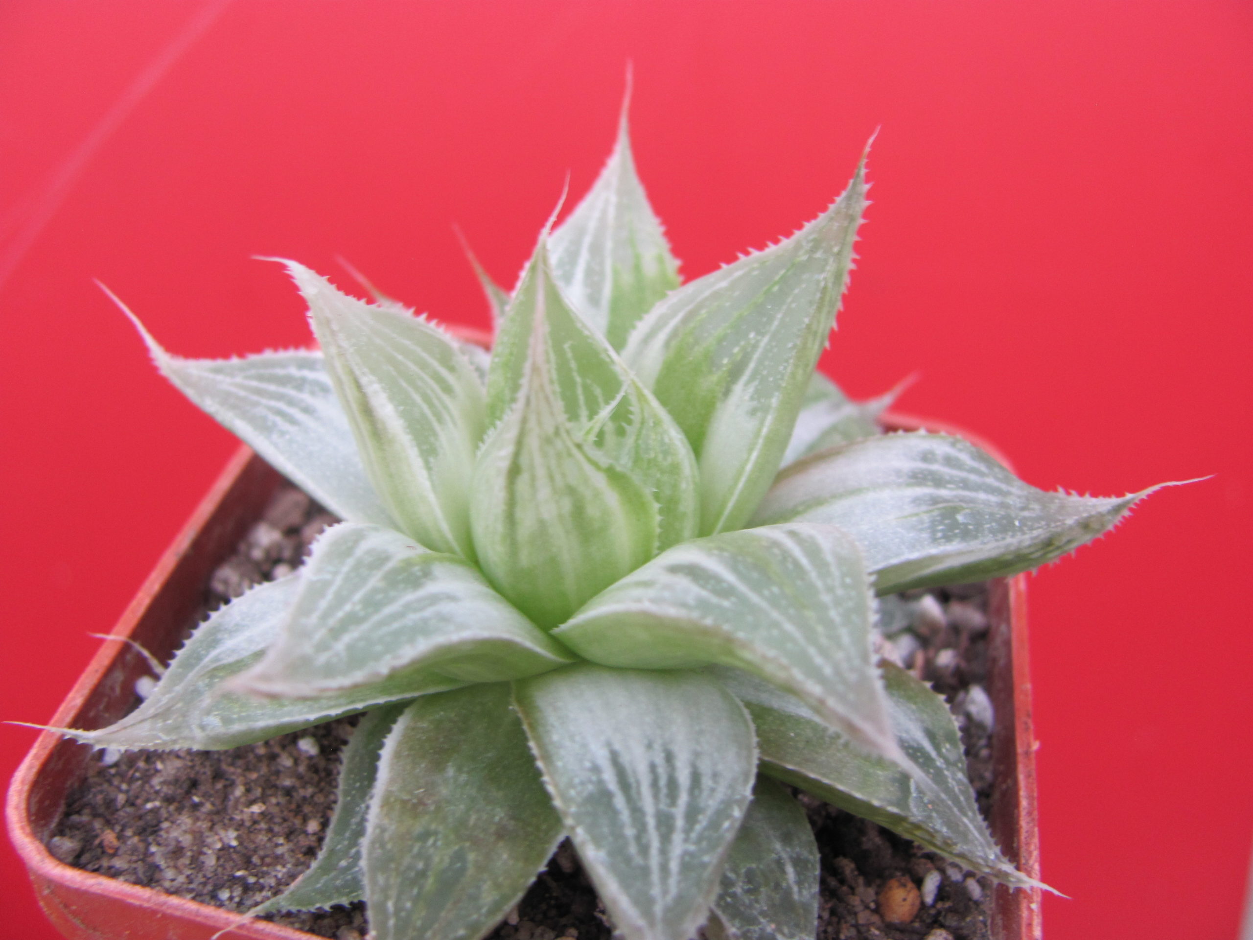 Haworthia    *Grey Ghost*