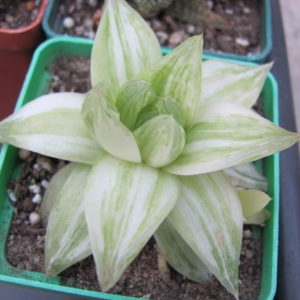 Haworthia  cymbiformis   variegata